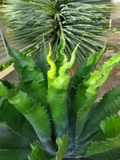 2025年最新】ローガンカルホーンの人気アイテム - メルカリ