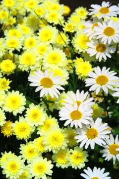 マーガレットの花のきれいな風景（№0555）