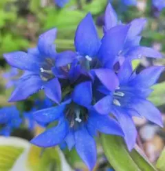 りんどう　竜胆　抜き苗　オマケ付き