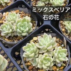 2026年最新】ミックスベリア 三日月の人気アイテム - メルカリ