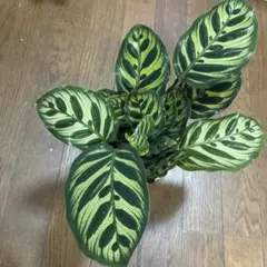 カラテア　マコヤナ　セール中のサムネイル