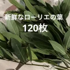 農薬不使用　月桂樹 ローリエ の葉120枚