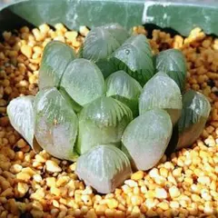 2025年最新】オブツーサ赤い鳥の人気アイテム - メルカリ