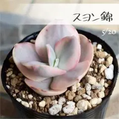 紅花ビット錦／ダウニー錦　多肉植物　エケベリア 美斑入り　新種 抜き苗 紅花ビット錦 多肉植物 エケベリア 美斑入り 新種 の通販 by Nan申請前