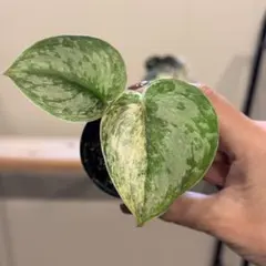 2026年最新】Scindapsus peasunの人気アイテム - メルカリ