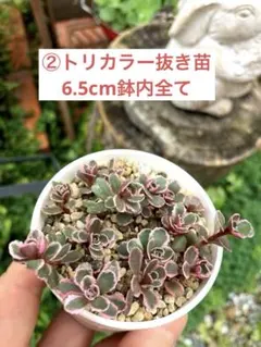 多肉植物 トリカラー 抜き苗 根付き レトロ食堂 - メルカリ