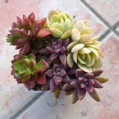 2026年最新】普及種多肉の人気アイテム - メルカリ