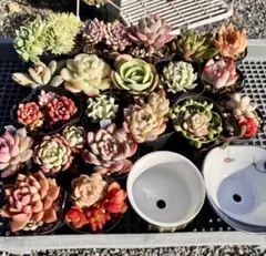 多肉植物　多肉セット　レトロ湯呑鉢　初心者向け　寄せ植え　詰め合わせ　多肉弁当