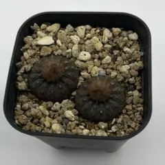 コピアポア シネレア 黒王丸 カキ仔 2株 未発根 第4種発送 - メルカリ
