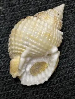 2026年最新】貝標本の人気アイテム - メルカリ