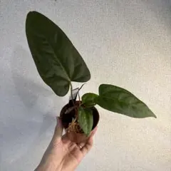 Anthurium AOS✖️RVDP斑入り - メルカリ