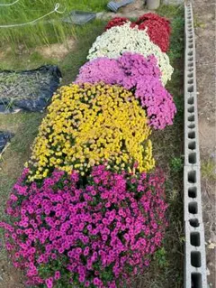 airiさま専用ドーム菊苗　挿し木苗　発根済み　５色　4本ずつ　計20本　ざる菊のサムネイル