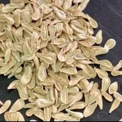 2026年最新】ウィンゾリー パキポディウムの人気アイテム - メルカリ