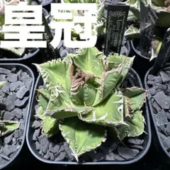 アガベ チタノタ(オテロイ) 鬼瓦 子株(発根済) - メルカリ