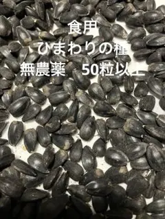 食用　ひまわりの種　無農薬　50粒以上　★今植える時期のサムネイル