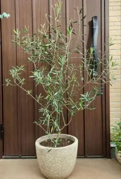 大型テラコッタ鉢植え オリーブの木 エルグレコ 苗 シンボルツリー