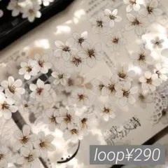 【Yi247】壹洱 / 花信微白 pet 1ループ 100cm ¥290
