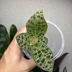 【美株】ジュエルオーキッド マコデス・ペトラ（Macodes petola）のサムネイル