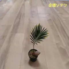 2026年最新】黄金蘇鉄の人気アイテム - メルカリ