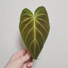 観葉植物 フィロデンドロン スプレンディド