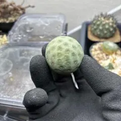 のぶ様 リクエスト 2点 まとめ商品