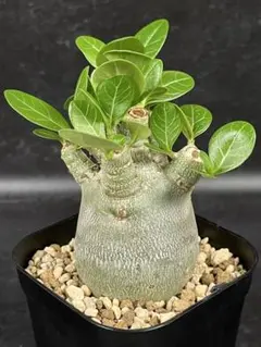 2025年最新】アデニウム ドワーフの人気アイテム - メルカリ