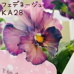 KA28♥フェデネージュ クリームピンク♥花苗ポットごと♥ブルー系