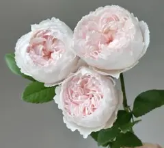 2025年最新】希少バラ苗の人気アイテム - メルカリ