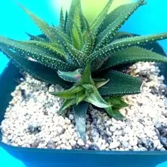 CHIBORA様 リクエスト 2点 まとめ商品