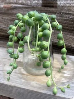 多肉植物　グリーンネックレス　カット苗
