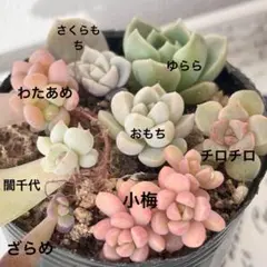 2026年最新】つぶつぶ屋 わたあめの人気アイテム - メルカリ