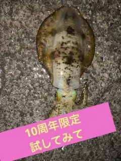 10周年　夕間散歩、来たよオレンジ2本組のサムネイル