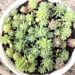 みちひな様ご専用！可愛い色♡パリダム！全て抜き苗！多肉植物　セダム