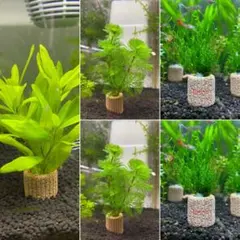 水草5点セット(専用)