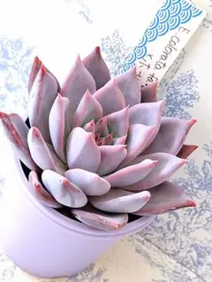 2025年最新】ホーリンゼの人気アイテム - メルカリ