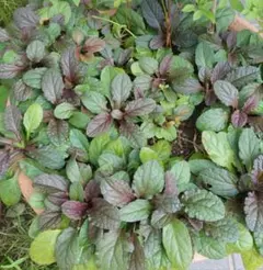 2025年最新】アジュガいっぱい！の人気アイテム - メルカリ