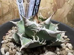 2025年最新】Cj アガベの人気アイテム - メルカリ