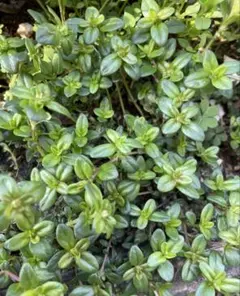 A320様 リクエスト 3点 まとめ商品