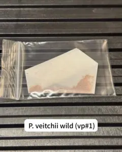 2026年最新】ベイチーワイルド胞子の人気アイテム - メルカリ