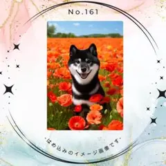 NO.161　黒柴とポピーの花畑　ポストカード