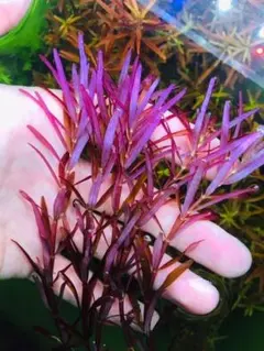 AQUA様 リクエスト 3点 まとめ商品