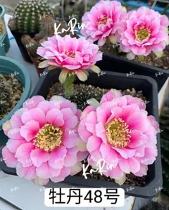 2026年最新】花 サボテンの人気アイテム - メルカリ