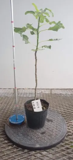 希少竹 蘇芳竹 すおうちくの鉢植え - メルカリ
