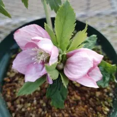 2026年最新】クリスマスローズ 株分けの人気アイテム - メルカリ