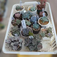 エケベリア16鉢セット多肉植物のサムネイル