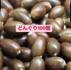 どんぐり 100個 煮沸消毒済み 木の実