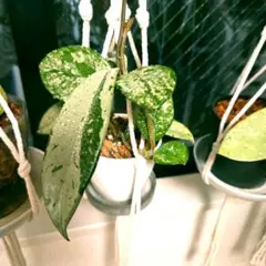 2026年最新】ホヤ観葉植物の人気アイテム - メルカリ