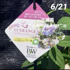 ④*:ஐミラクルな花色変化*:ஐ紫陽花・苗【ラグランジア・オーロランジュ】苗木のサムネイル