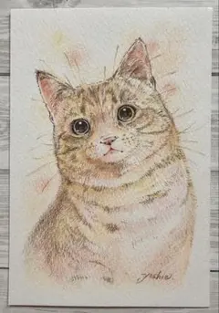 色鉛筆画(13.5×19cm)「…チラッ…っとニャ♪」猫・子猫♡ 【正規取扱