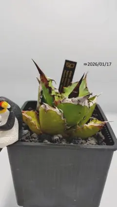 N.p様 リクエスト 2点 まとめ商品